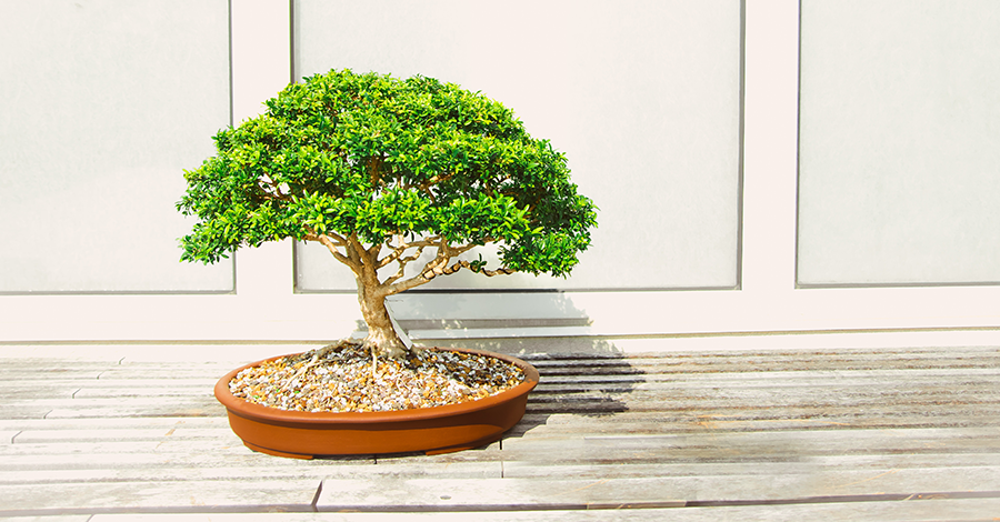 Ako vybrať bonsaj a 3 základné pravidlá o jeho starostlivosť