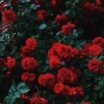 Ruže – výsadba a starostlivosť v záhrade