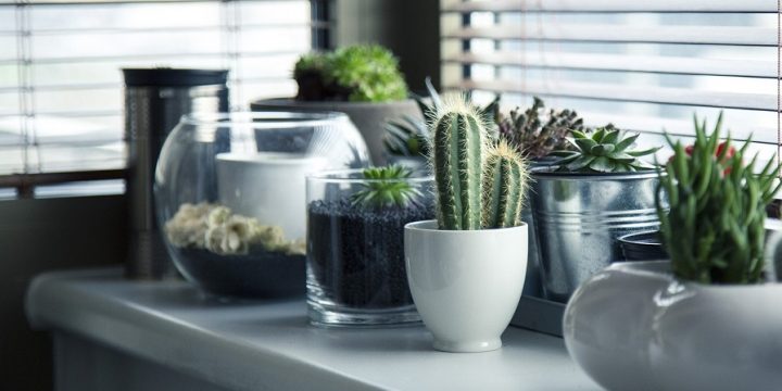Najvhodnejšie izbové rastliny, ktoré zútulnia váš priestor